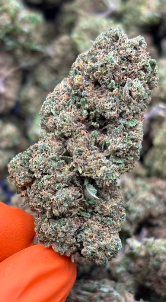 cali octane
